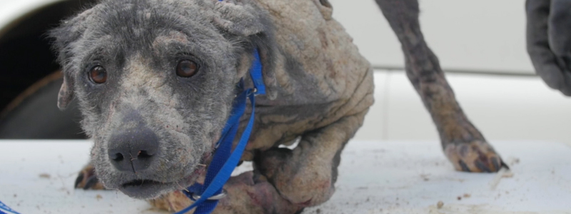 A dog in distress