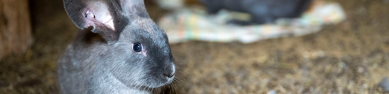 A bunny before being rescued