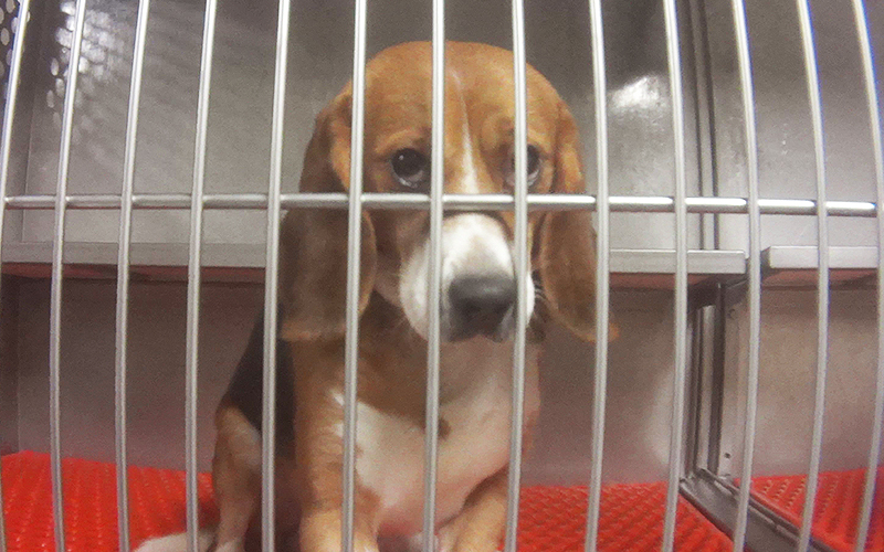 A sad dog in a cage at a laboratory