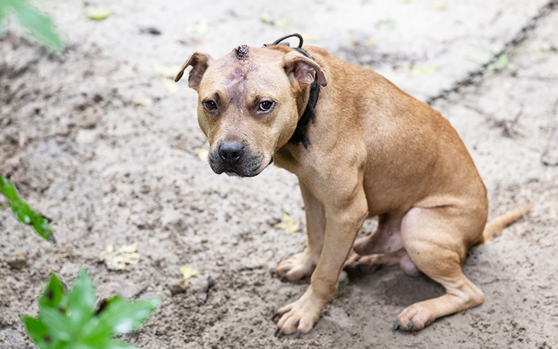 A dog with a head injury on a heavy chain