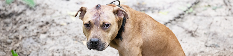 A dog with a head injury on a heavy chain