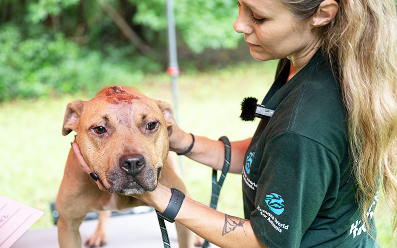 A dog with a head injury being cared for