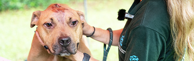 A dog with a head injury being cared for