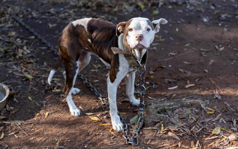 Smaller dog on large chain