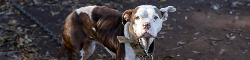 Smaller dog on large chain