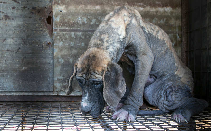 A sad dog in a dirty cage