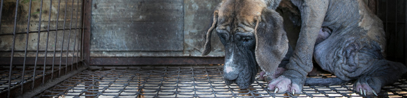 A sad dog in a dirty cage