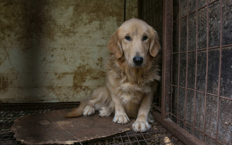 Dog on a dog meat farm