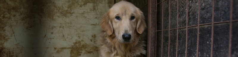 Dog on a dog meat farm