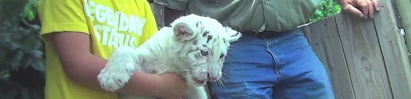 A captive tiger cub being held