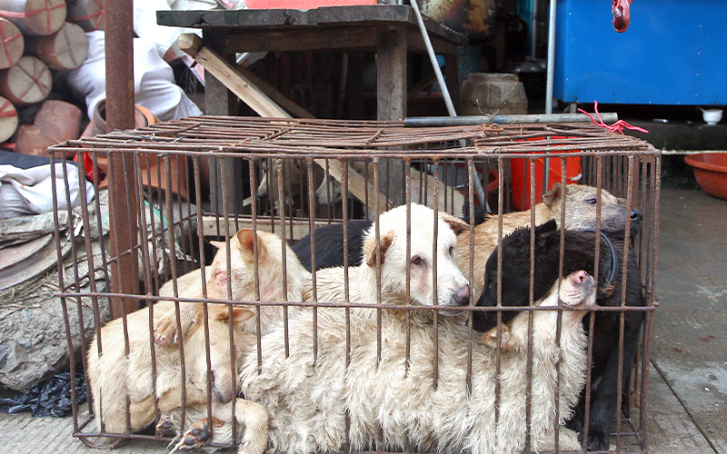 Dogs in a cage