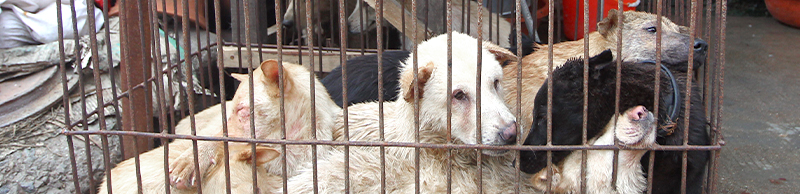 Dogs in a cage