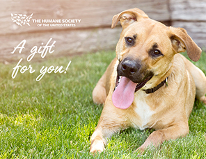 E-card Selection: Gift Card with Dog Image