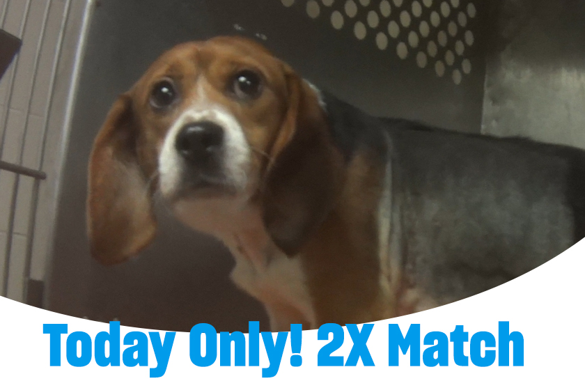 Beagle standing inside a metal kennel. Text reads: “Today only! 2X Match.”