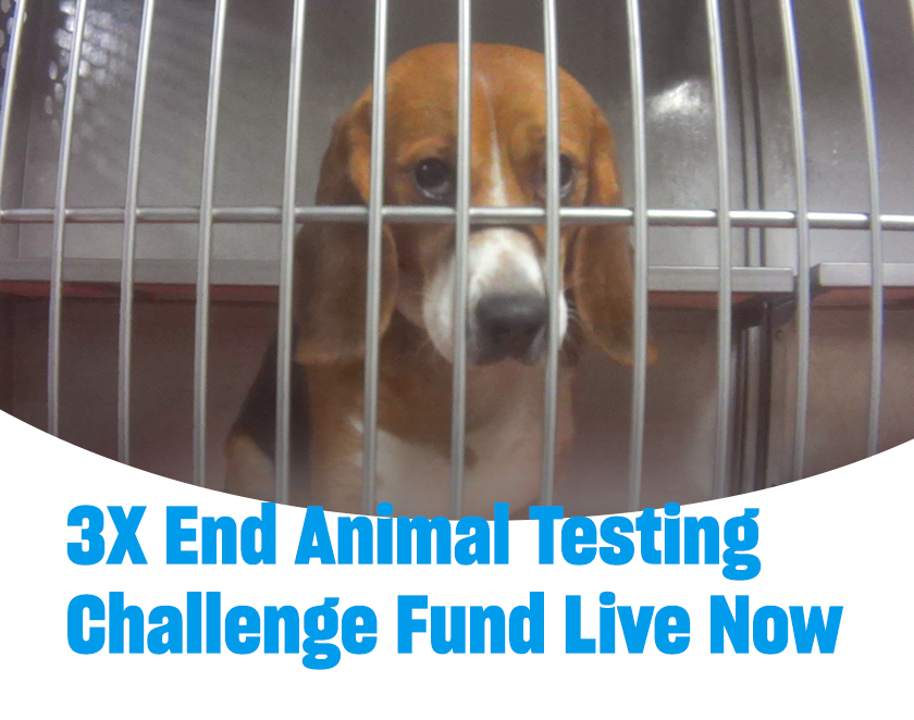 Beagle sitting behind metal bars inside a kennel. Text reads: “3X End Animal Testing Challenge Fund Live Now.”