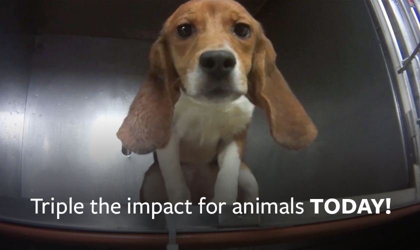 A beagle sitting in a cage