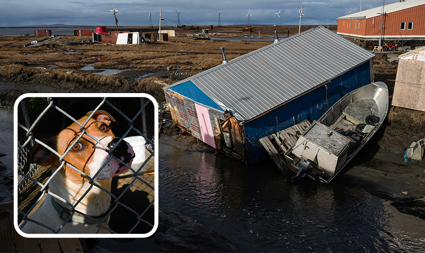 Flooding devestation and a dog in a crate