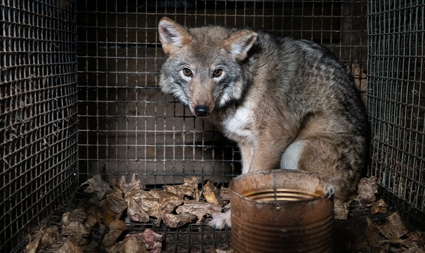 Dogs at a dog meat facility