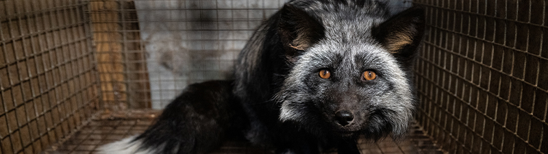 Dogs at a dog meat facility