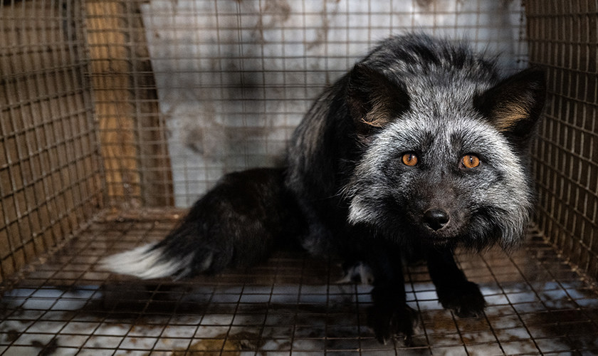 Dogs at a dog meat facility