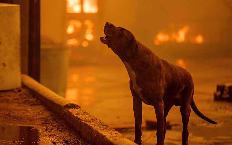 A dog in front of a fire