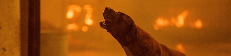 A dog in front of a fire