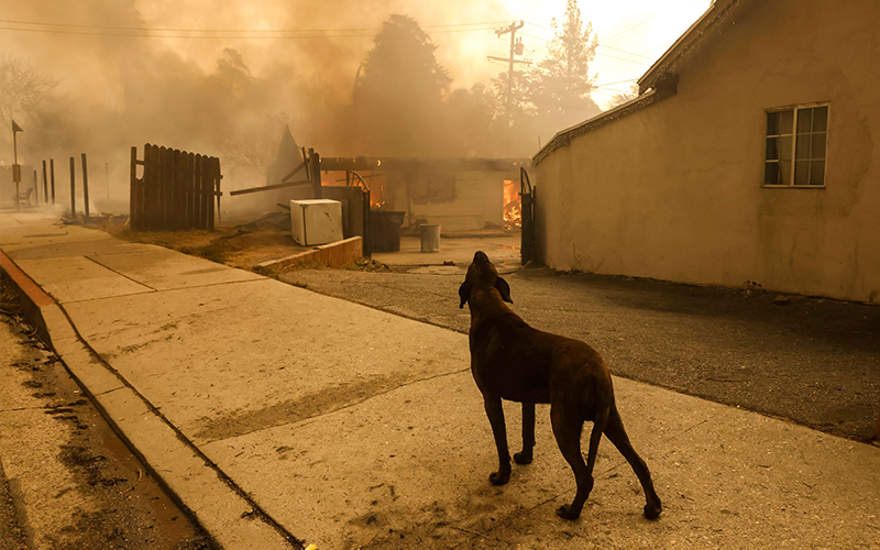 A dog in front of a fire