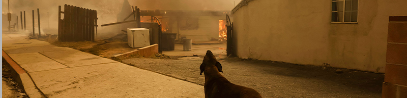 A dog in front of a fire