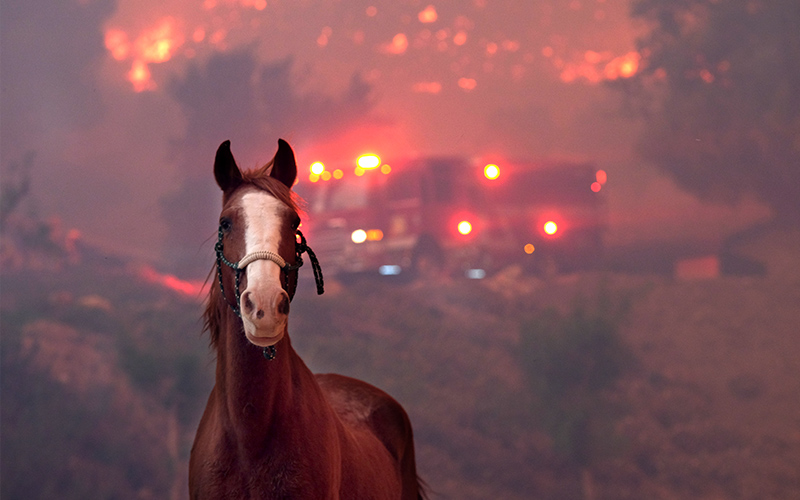 a horse in a burned pasture