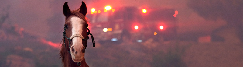 a horse in a burned pasture