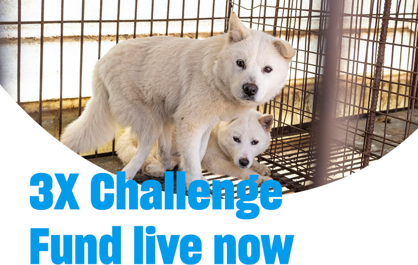 Two dogs in a cage with text that reads 