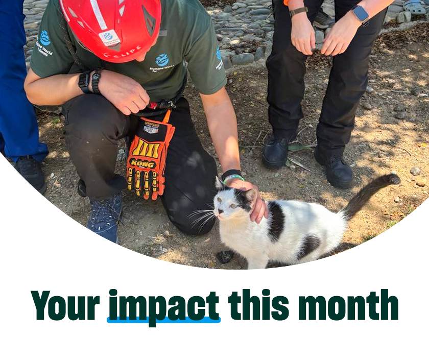 A Humane World for Animals rescue worker in a helmet crouches to pet a cat amid earthquake debris. Text in image: