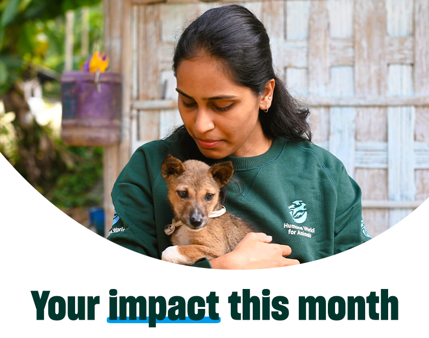 Your impact this month! A woman in a Humane World for Animals shirt holds a small puppy rescued from dog meat trade in India.