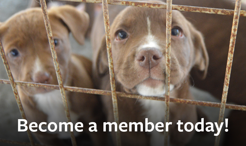 Two cute puppies in a cage with text that reads: Become a member today