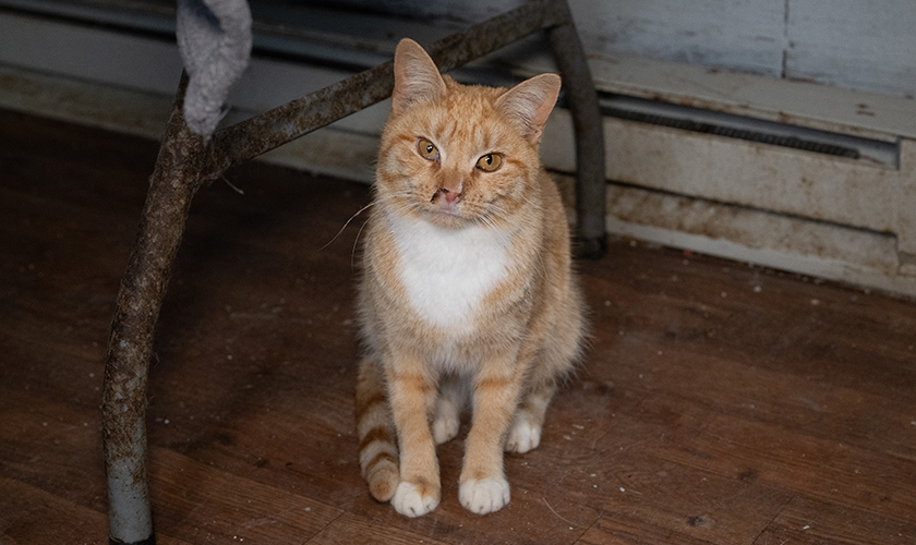 Orange and white cat sitting on a wooden floor indoors.