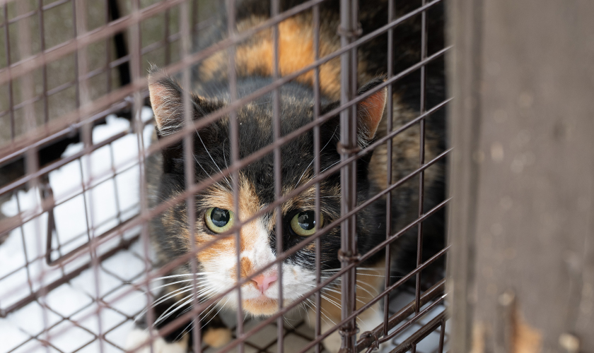 Calico cat inside a wire cage, looking through the bars.