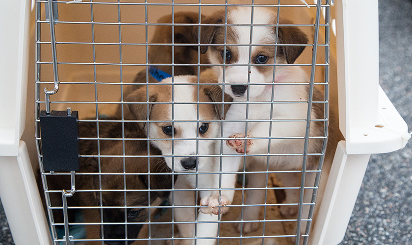 Puppies in a carrier