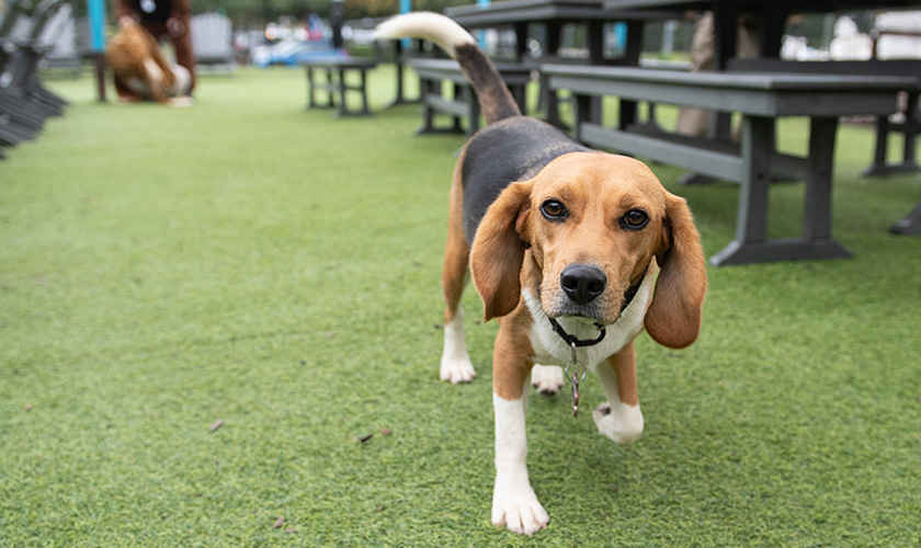 A beagle walks toward the camera on a grassy outdoor area with picnic tables in the background.
