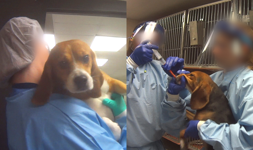 A dog being carried in a lab and a dog being force fed from a syringe in a lab