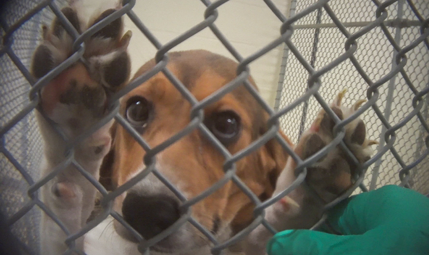 a beagle in a testing lab