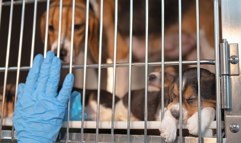 Several dogs in a laboratory cage, with a gloved hand reaching toward the bars.