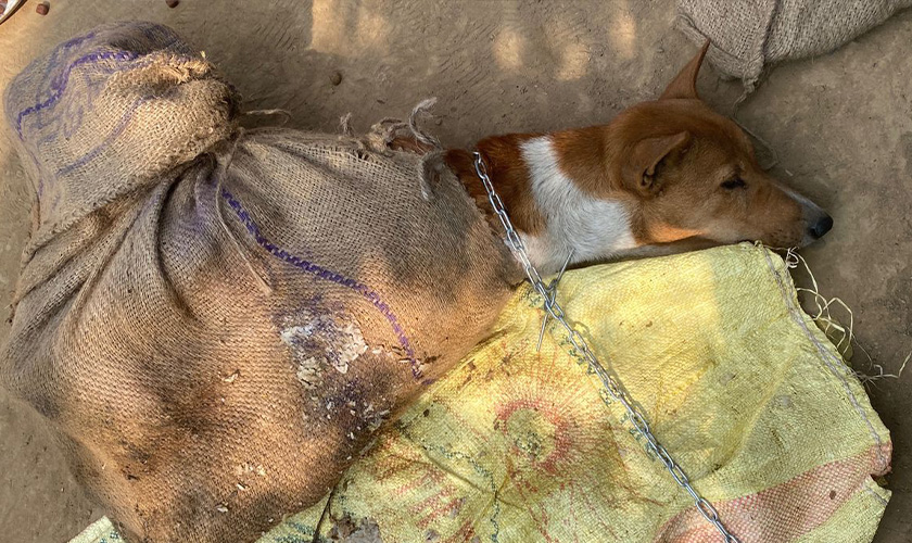Dog lying on the ground with a burlap sack wrapped around its body and a chain around its neck.