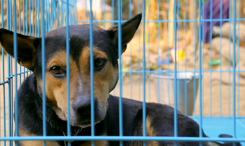 Dog lying inside a blue metal cage, looking through the bars.
