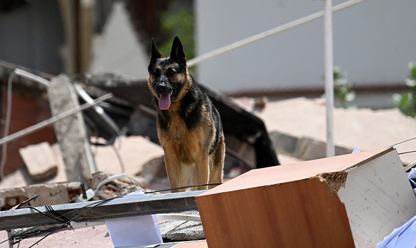 A German Shepherd stands amid rubble and collapsed building debris.