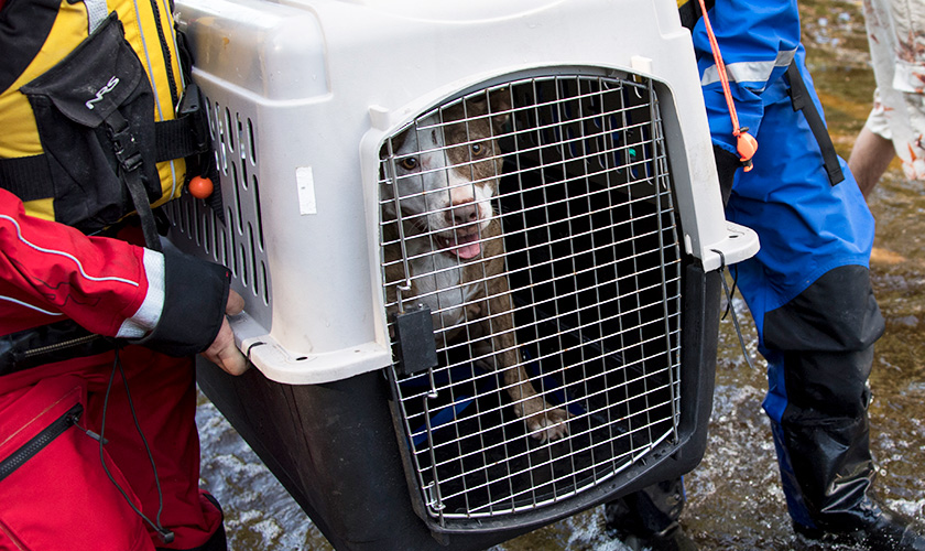 A dog being carried over water