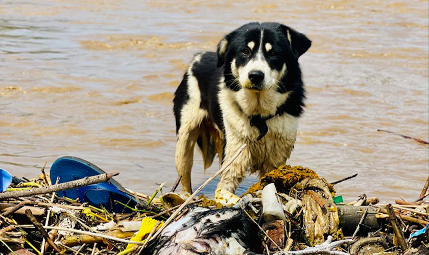 Dog standing on flood debris in Nepal, surrounded by muddy water.