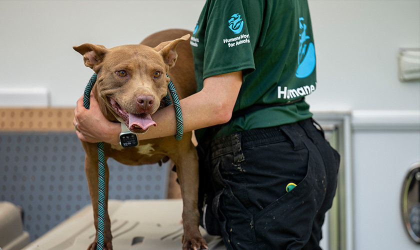 Humane World for Animals staff member holding a rescued dog on a leash.