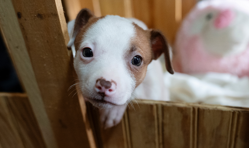 Small brown-and-white puppy resting inside a wooden crate, looking toward the camera.