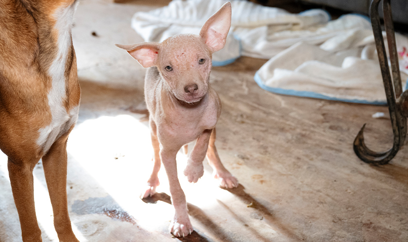 Small light-colored puppy standing indoors with visible patches of missing fur.