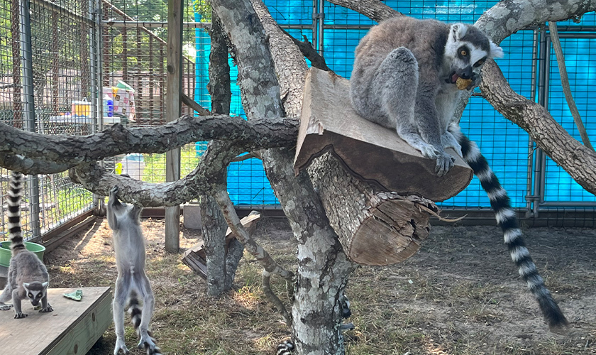 a lemur at Black Beauty Ranch